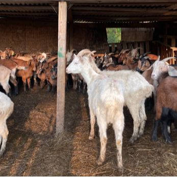 Babylas Halal Farm | West Kingston, RI